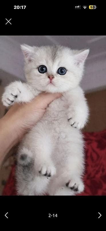 col pişiyi: Britan — 8