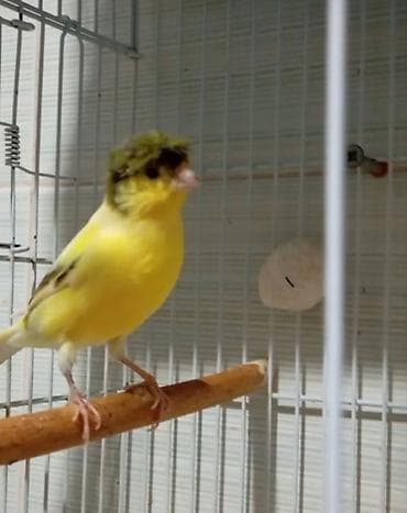 hind quşu baximi: Bülbül ərkək fevralda 1 yaşı oldu oxyur seçilmiş damazliq quşdu Sarı — 1