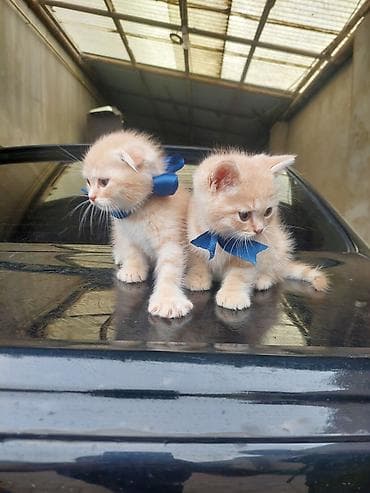 mingəcevir pişik: Britan — 7