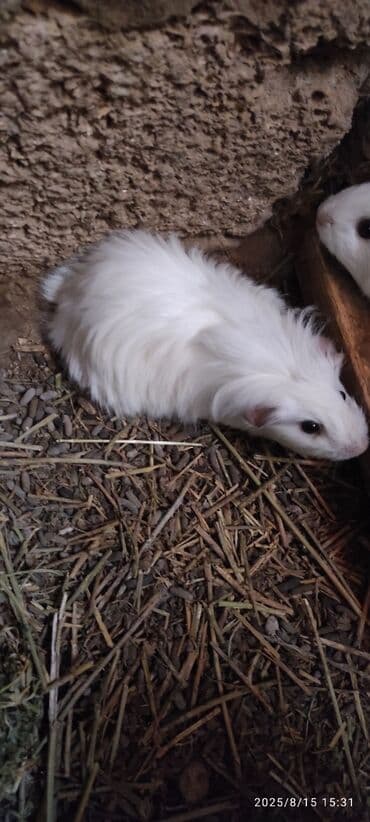 su donuzu: Ağ rəngli pambıq kimi yumşaq dəniz donuzu, qara gözləri və çəhrayı — 6