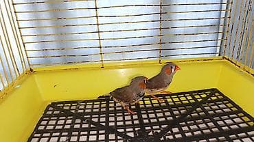 ağ göyərçin: Zebra ispinozu 4 ədəd - Növ: Zebra finch (Taeniopygia guttata) - — 1