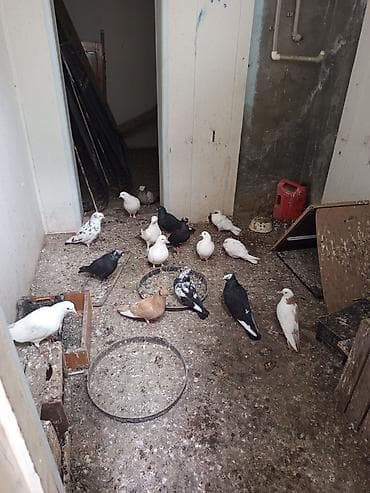 goyercinlər: Məhsul: Ev göyərçinləri (qarışıq rəng və cinslər) Təsvir: - — 2