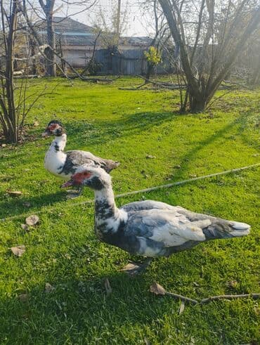 pinqivin ördək: Salam 5 aylig erkek lavandadi 5kqdan agirdi super damazlig heyvandi — 2