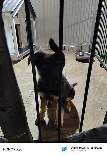 keclər: Alman çoban iti — 4