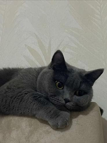 Britan, Erkək, Yaxşı əllərə, Ünvandan götürmə