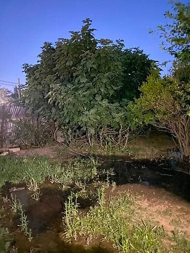 sabuncuda ev: 🏡 Satılır – 16 sot həyət evi 📍 Ünvan: Köhnə Suraxanı ✅ Həyətdə — 4