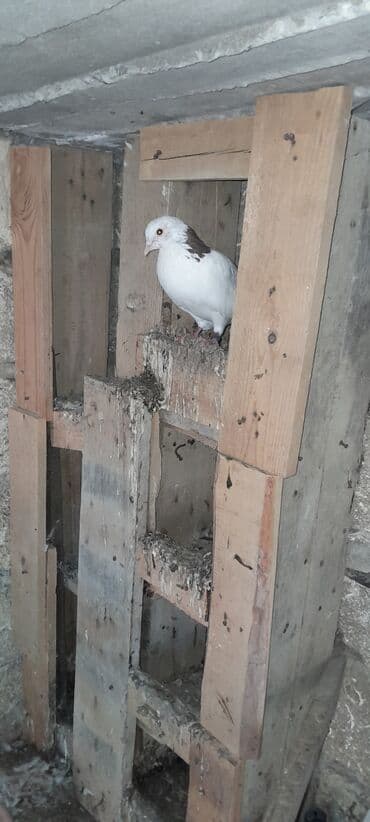 Birinin qiymeti 10 manat tutma quslardi. bekar adamlar narahat lalafo.az -da Birinin qiymeti 10 manat tutma quslardi. bekar adamlar narahat