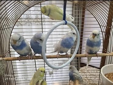 Məhsul: Dalmatin və mavi-ağ rəng çalarlarında dalğalı bildirçin