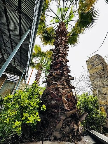 Bitkilər: Beyləqan rayonu, Daşburun kəndində, birbaşa yol kənarında yerləşən 2 — 5