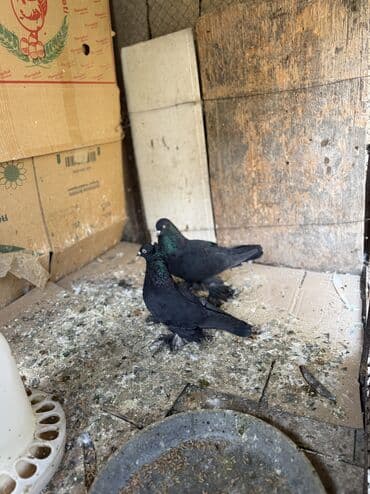 goyerçin: Hamisi 35 azn ciddi alicilar yazsin — 1