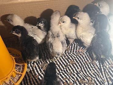 incubator cuceleri: Toyuq, Australorp, Yumurtalıq, Ünvandan götürmə, Ödənişli çatdırılma — 2