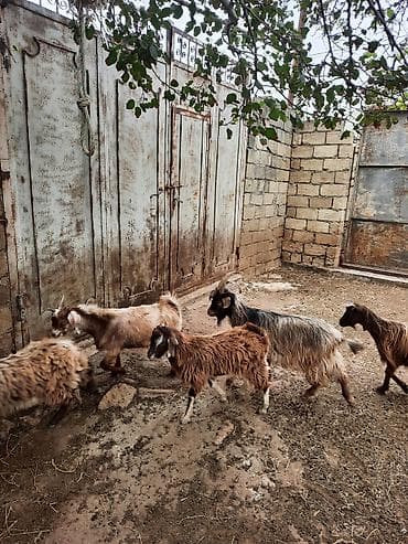 keçi: Cins: yerli uzun tüklü keçilər Məhsul: çoxsaylı keçi sürüsü — 5