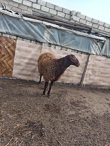 Птицы: Другие животные — 4