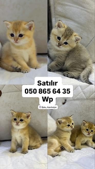 pişiy: Britan — 1