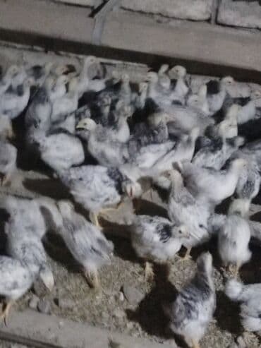 iri buynuzlu heyvanlarin satisi: Toyuq cücələri, Ətlik, Ünvandan götürmə, Ödənişli çatdırılma — 2