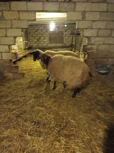 Inəklər, öküzlər: 1,2 günə doğan 1 ci qarın şəklər satılırlar. Digərlərini qəssaba — 2