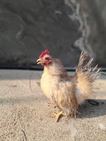 cuce ve xoruz temsili: Serama satılır tək oldugu ücün bu qiymətə qoyulub — 8