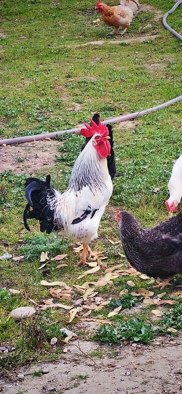 Inəklər, öküzlər: Xoruz, il: 1, Ödənişli çatdırılma — 3