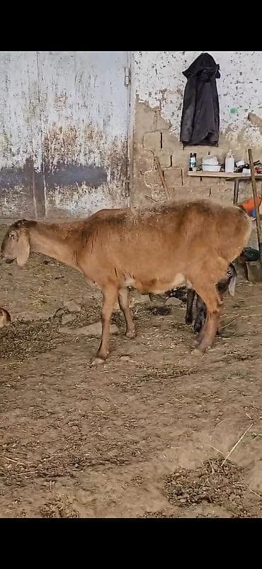 Qoyun – ana ilə bala(s)ı - Cins: ehtimalən yerli/ətlik-dövlətlik