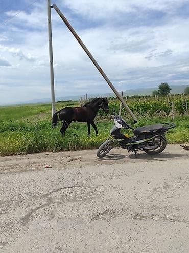 pişik adları dişi: Cins: Qara at (erkək) 35 yorgası var arabaya gedr ünvan Şəki 150 boyu — 2