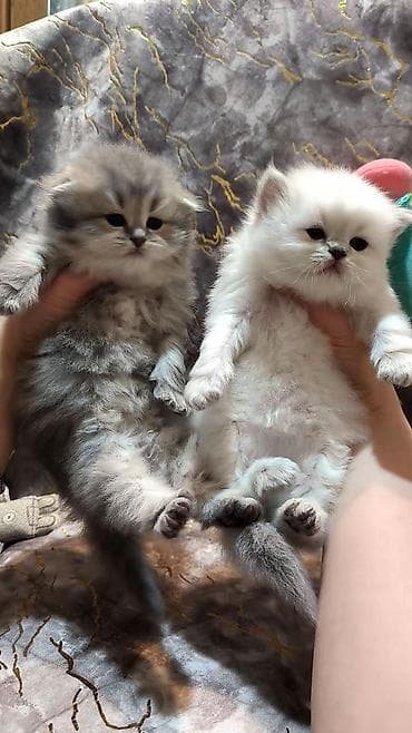 bala pişik ucuz: Şotland — 2