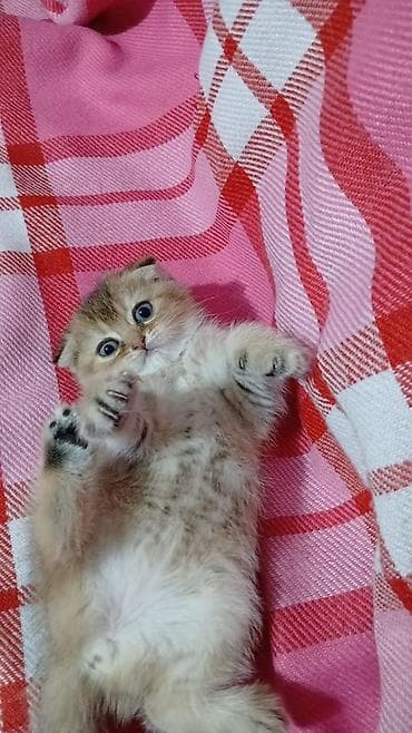 шотландский вислоухий котенок: Шотландская, Самка, Самец, В добрые руки, Платная доставка, Самовывоз — 1