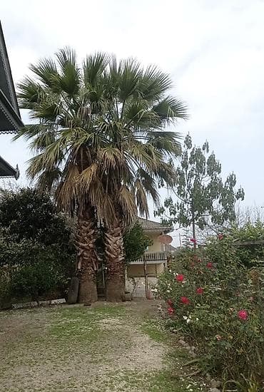 pavloniya agaci haqqinda melumat: Məhsul: Dekorativ palma ağacı (Washingtonia/ fan-palma tipli) Təsvir — 2