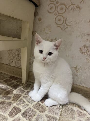 alisanın pişiyinin adı: Şinşilla, Erkək — 2