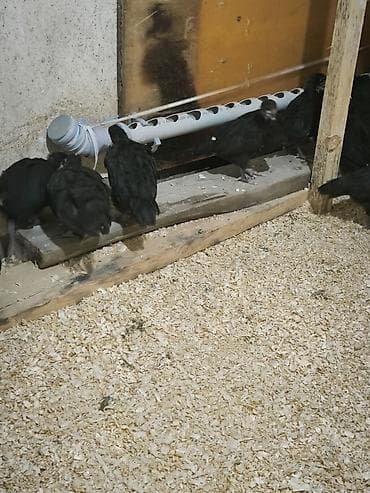 cucə balası: Toyuq cücələri, Damazlıq — 3