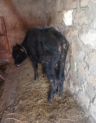 Əla yem yeyir esil damazdiqdi dana