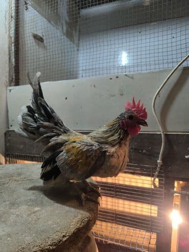 K/t heyvanları üçün mallar: Salam Tam sağlam heyvandı boş bekar adamlar narahat etməsin — 2