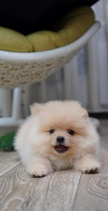 Şpitz, 2 ay, Peyvəndli, Ünvandan götürmə