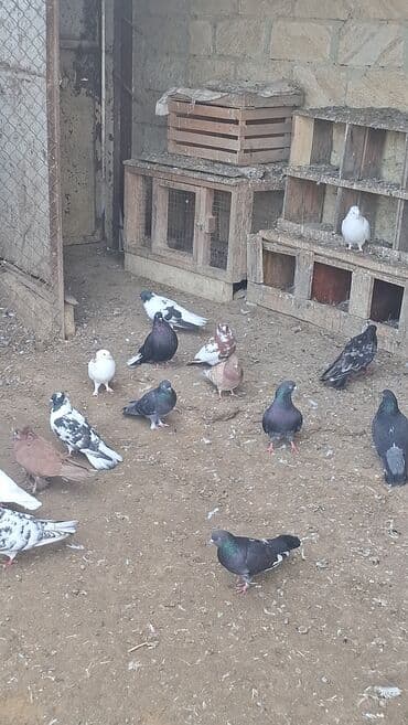 scottish fold qiymeti: Satılır — 8