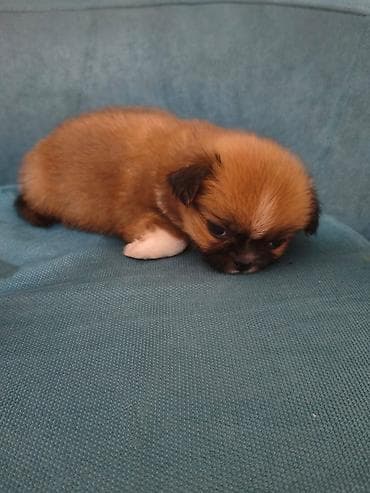 Pekines, 2 ay, Erkek