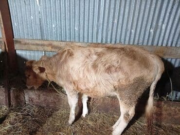 Qoyunlar, qoçlar: Razılaşma yolu ile — 3