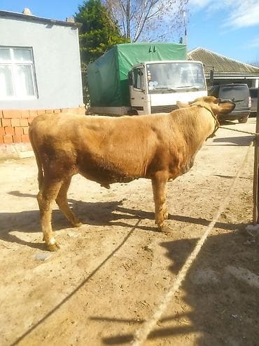 Inəklər, öküzlər