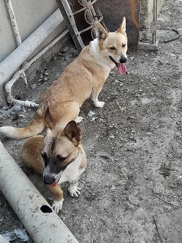bala doşan: Zvanok balaca ölçülü it disidi dik qulaqlı və yığcam bədən — 2