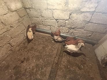 Toyuq cücələri, Damazlıq