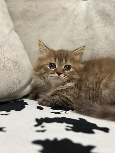 pişik pers: Британская — 8