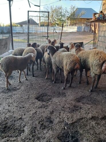 домик для большой собаки: Qiyməti razılaşma yolu ilə bu nömrə ilə əlaqə saxlayın — 4