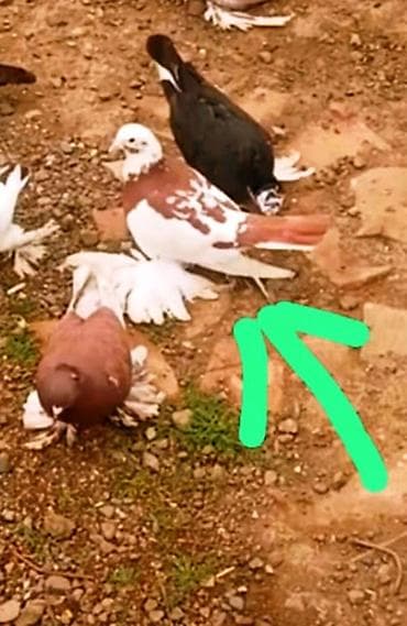 Akvariumlar: Məhsul: oynaq erkek(xoruz) super gorunuslu Təsvir: - Rəng — 1