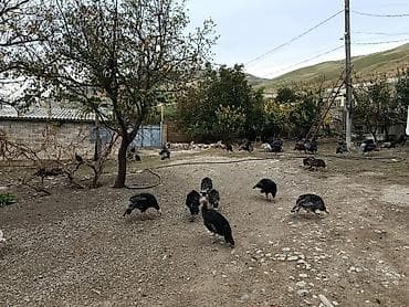 Bağ evlərinin satışı: Siyəzən, 12000 kv. m, 3 otaqlı, Qaz, İşıq, Su — 8