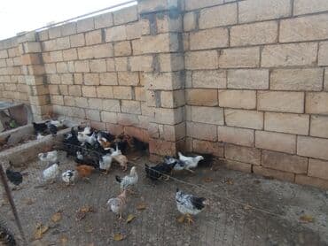 toyuq su qabı: Temiz kend colpalari 2 ayliq tam saglam topdan satis — 7