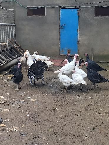 qaz heyvan: Məhsul: Hinduşka və qaz sürüsü Təsvir: - Şəkillərdə təsərrüfat — 2