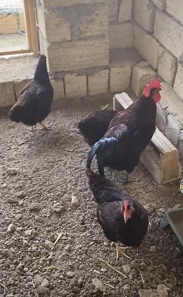tutu qusu: Redislanad cinsi toyuglar etlik ve yumurtalıg 4 ayınnan yumurtaya — 1