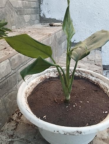 Qapalı məkan üçün dekorativ otaq bitkisi – saksıda - Bitki: tropik lalafo.az -da Qapalı məkan üçün dekorativ otaq bitkisi – saksıda - Bitki: tropik