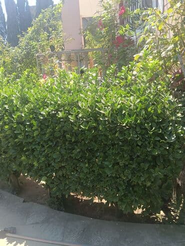 Ağaclarin budanmasi dermanlanmasi halaqlarin temizlenmesi qazonn