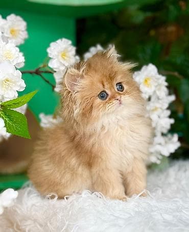 Qızılı rəngdə uzun tüklü balaca pişik balası - Cins: ehtimalən uzun