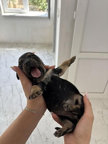 zvanok iti satışı: Koker spaniel taksa qarisigi 23 gunluk baladirlar — 5