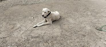 itlərin sekisi: Alabay, 2 il, Erkek — 10